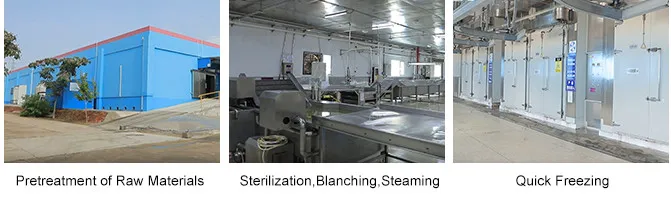 Farm Freighter Best Ingredients Freeze Dried Green Peas Vegetable Bulk-Food