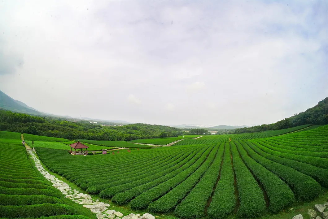 Fresh and Mellow Taste Chunmee Green Tea Different Grade