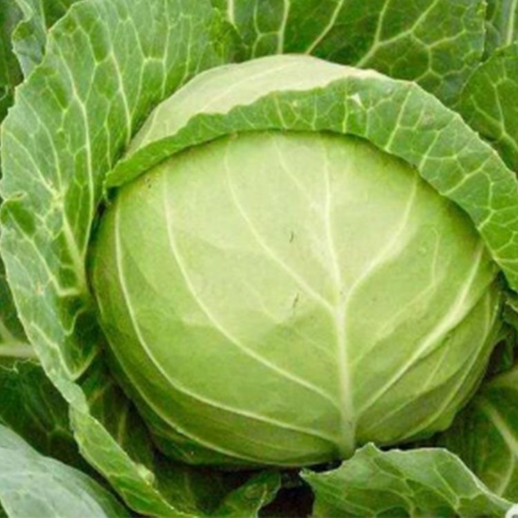 Fresh Cabbage High Quality Fresh Vegetables Wholesale Price