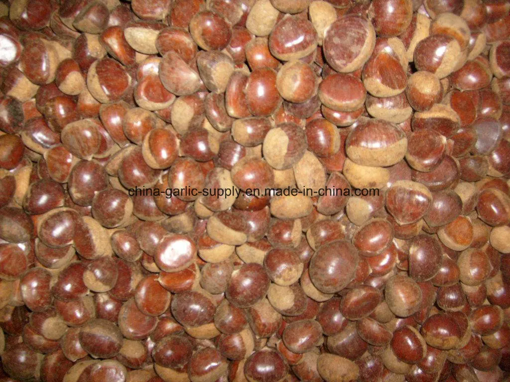 Fresh Chestnut Packed in Gunny Bag Export to Turkey/Egypt/Kuwait