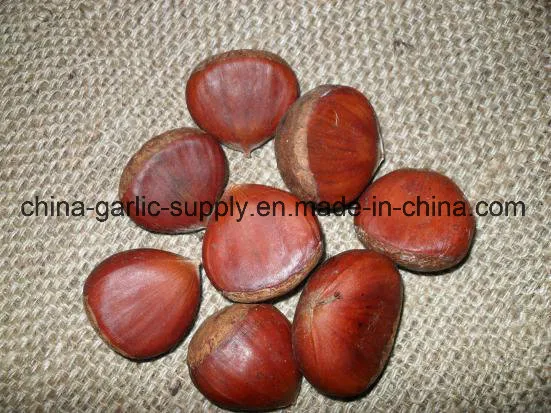 Fresh Chestnut Packed in Gunny Bag Export to Turkey/Egypt/Kuwait