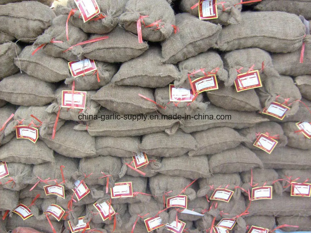 Fresh Chestnut Packed in Gunny Bag Export to Turkey/Egypt/Kuwait