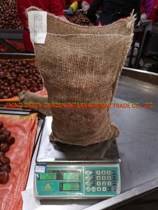 Fresh Chestnut Packed in Gunny Bag Export to Turkey/Egypt/Kuwait
