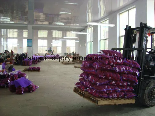 Fresh Chestnut Packed in Gunny Bag Export to Turkey/Egypt/Kuwait
