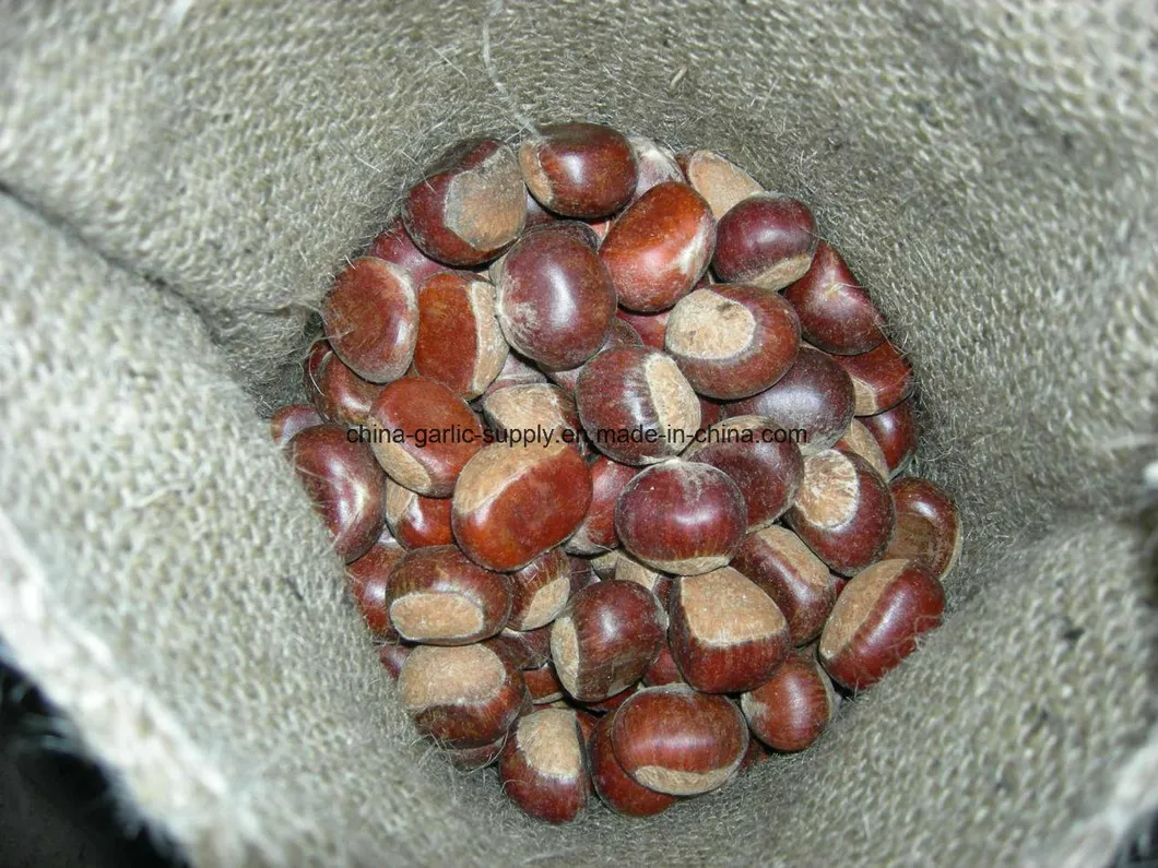 Fresh Chestnut Packed in Gunny Bag Export to Turkey/Egypt/Kuwait