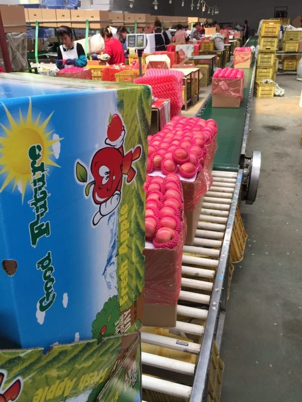 Fresh FUJI Apple New Crop