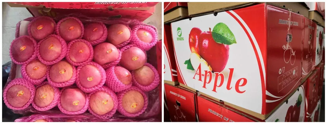 Fresh FUJI, Huaniu, Gala, Golden, Qinguan Apple