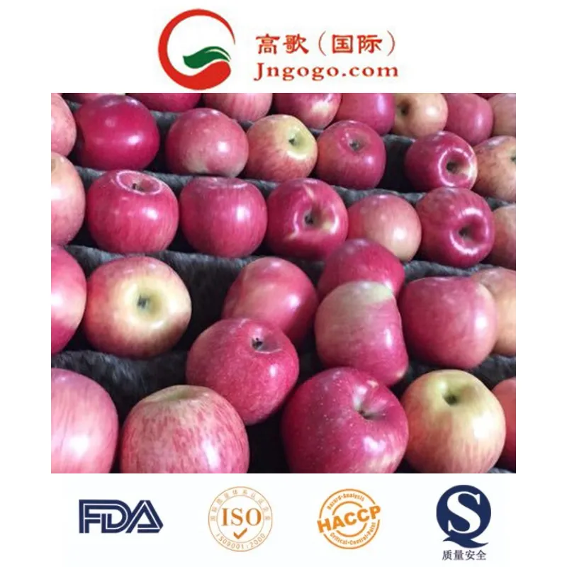 Fresh FUJI, Huaniu , Gala, Golden, Qinguan Apple