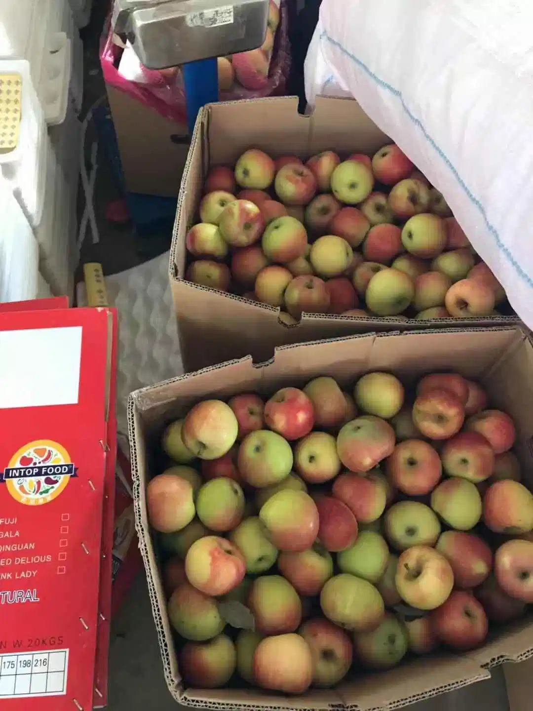 Fresh Gala Apples From Shanxi