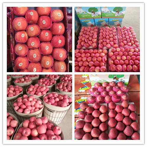 Fresh Gala Apples From Shanxi