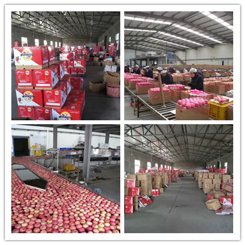 Fresh Gala Apples From Shanxi
