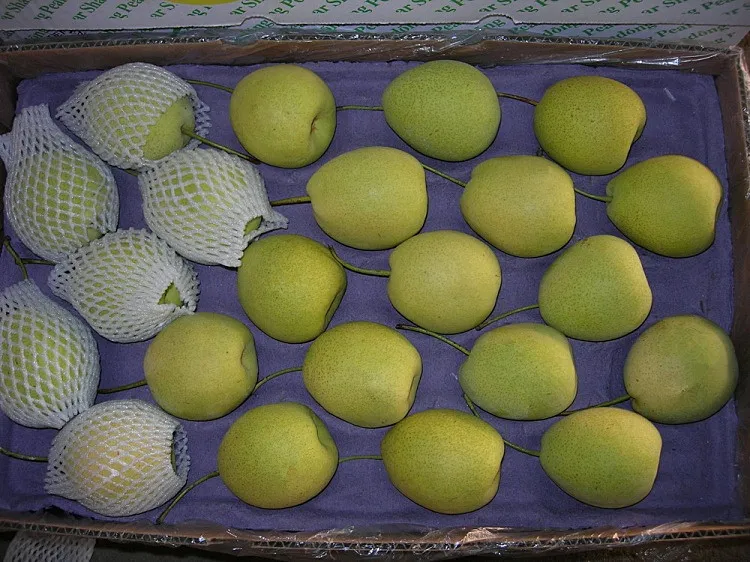 Fresh Green Shandong Pear for India