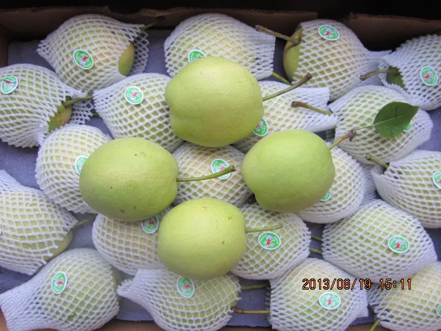 Fresh Green Shandong Pear for India