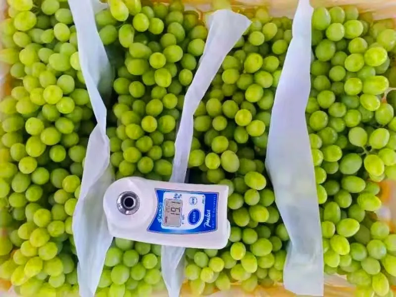 Fresh High Quality Seedless White Grape