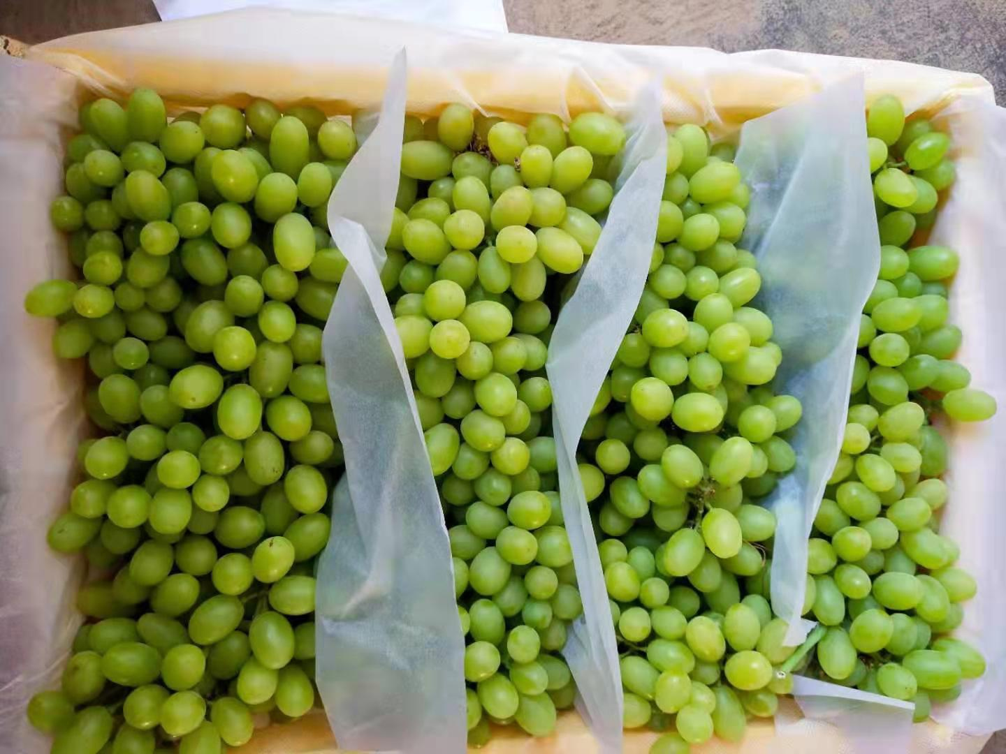 Fresh High Quality Seedless White Grape