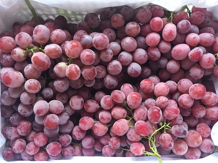 Fresh New Crop Sweet Fresh Red Grape