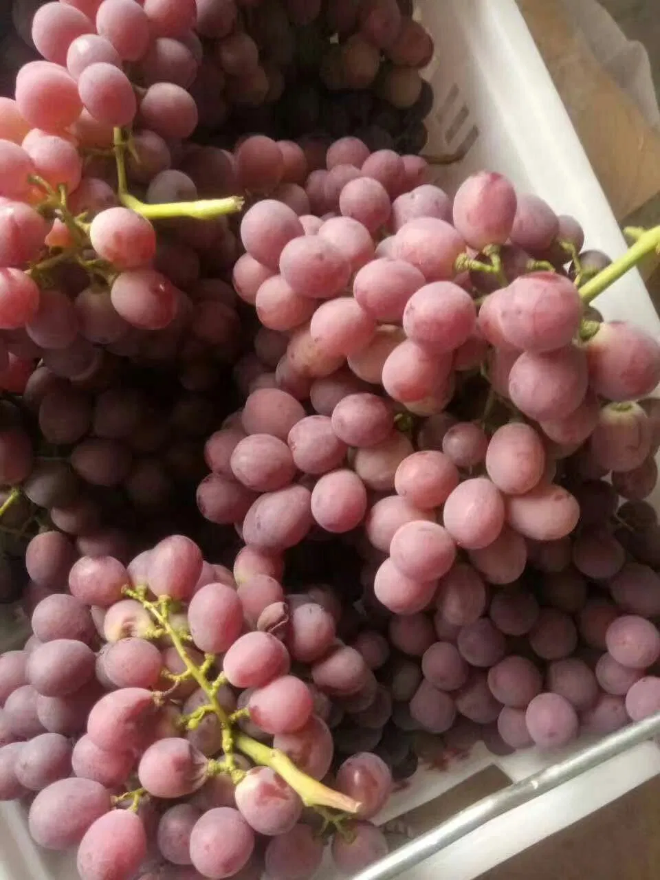 Fresh New Crop Sweet Fresh Red Grape