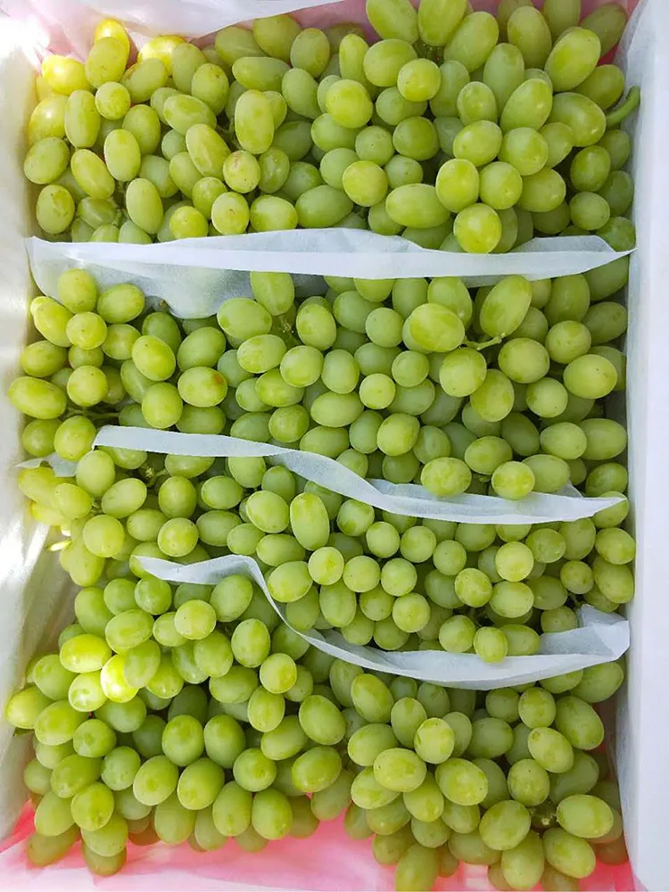 Fresh Sweet Green Global Grape