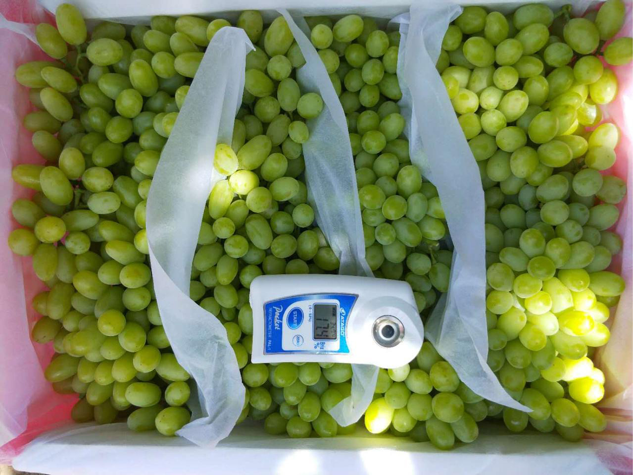Fresh Sweet Green Global Grape