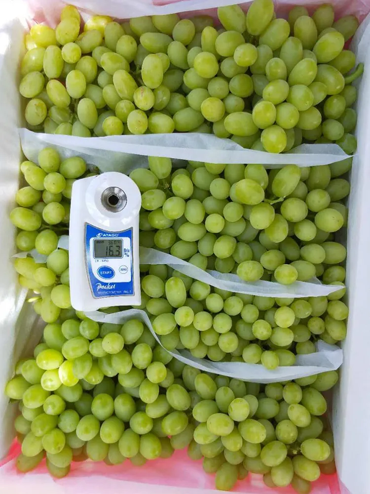 Fresh Sweet Green Global Grape