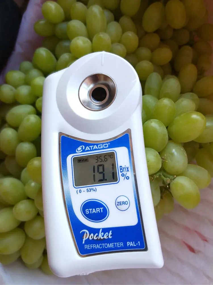 Fresh Sweet Green Global Grape