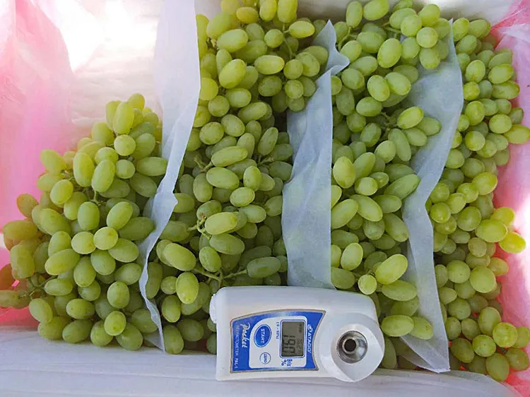 Fresh Sweet Green Global Grape