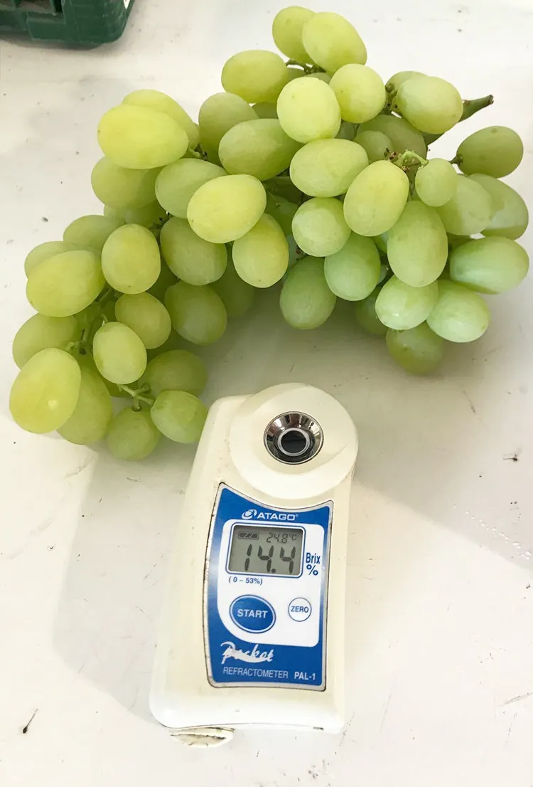 Fresh Sweet Green Global Grape