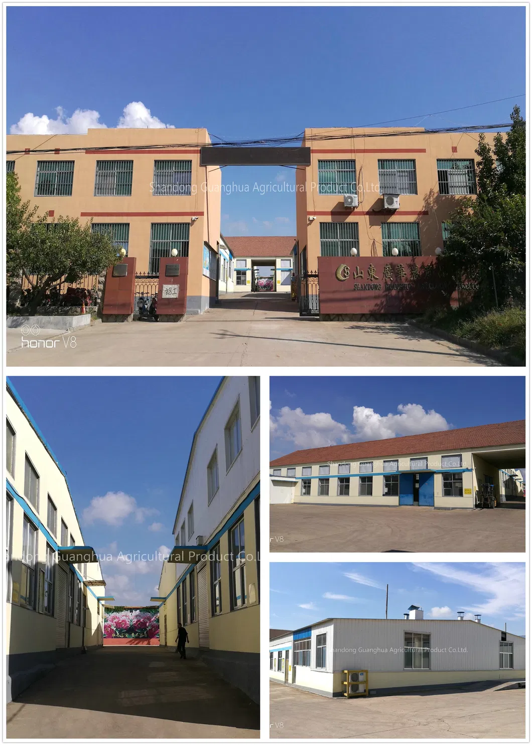 Good Color New Harvested Sunflower Seeds 363 Type