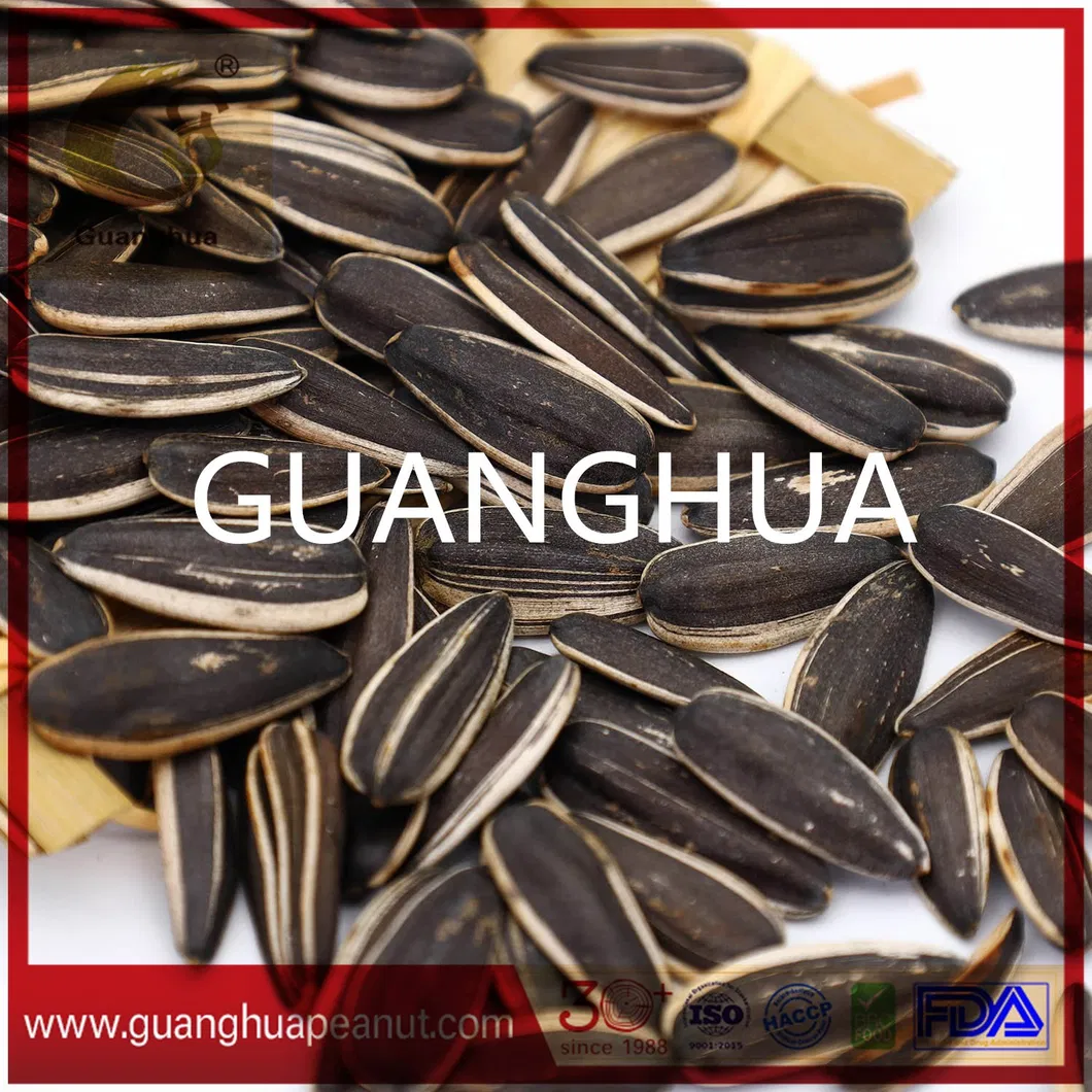 Good Color New Harvested Sunflower Seeds 363 Type