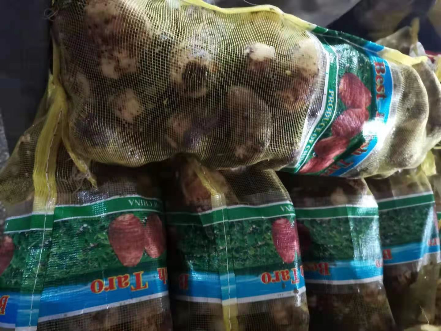 Good Quality and Price Taro Exported to Mideast