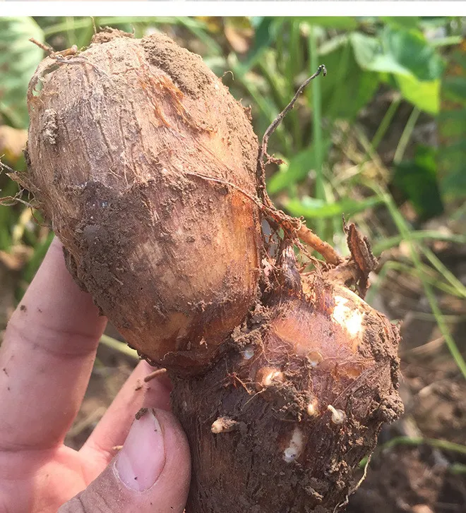 Good Quality and Price Taro Exported to Mideast