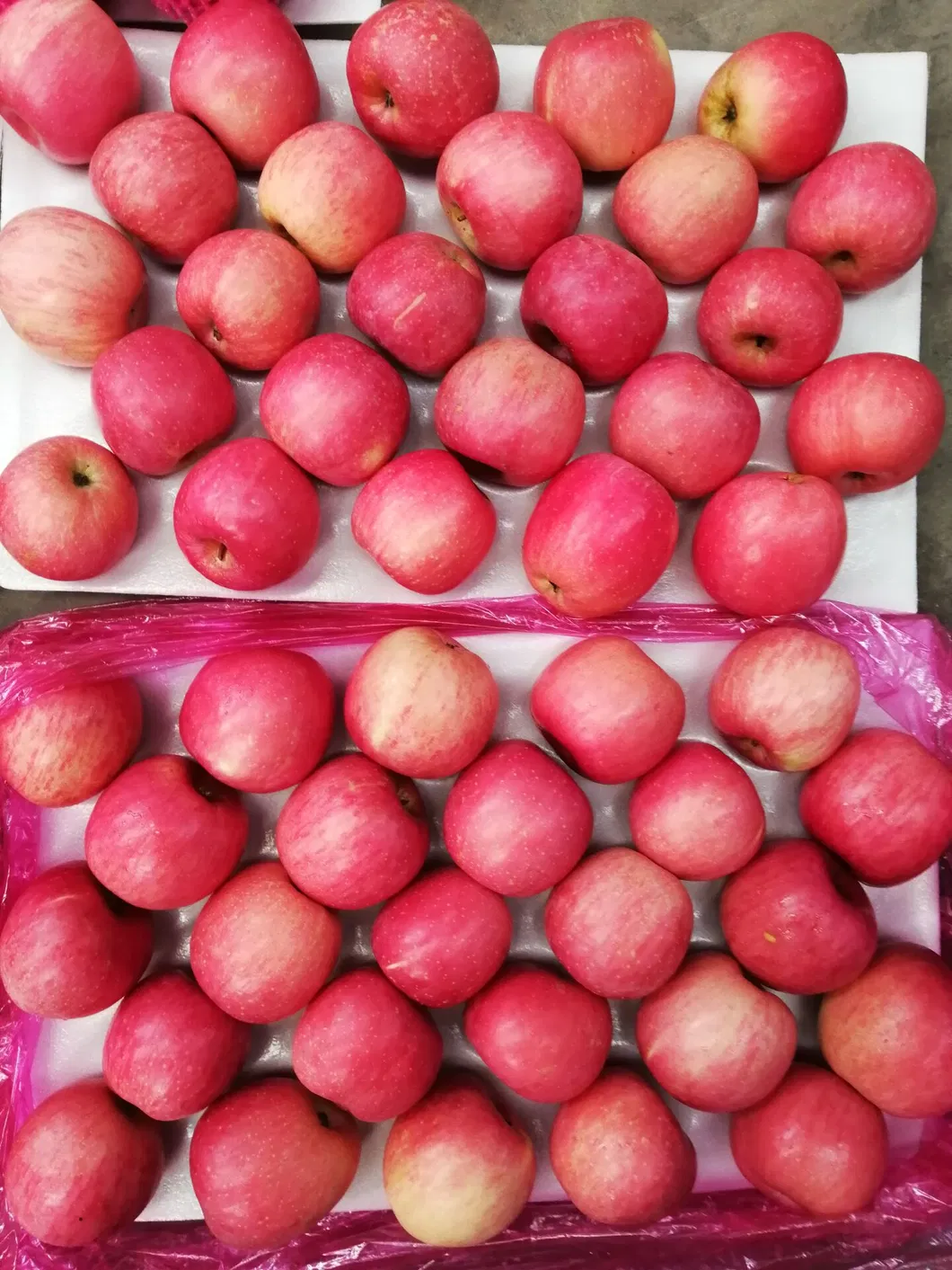 Good Quality Fresh Red Apple for Sale