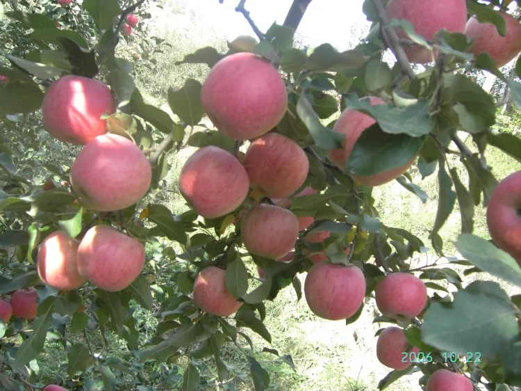 Good Quality Fresh Red Apple for Sale