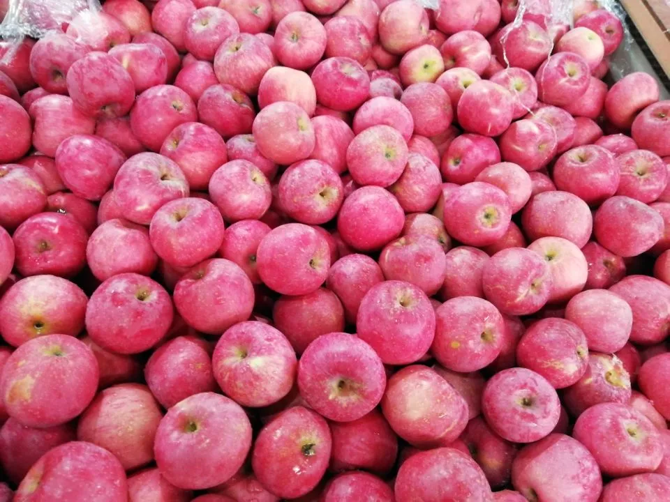 Good Quality Fresh Red Apple for Sale