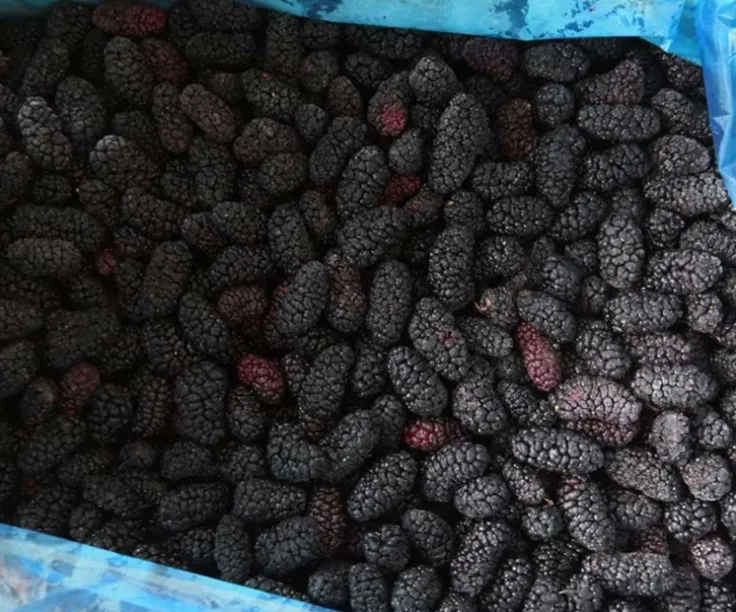 Good Quality IQF Frozen Mulberry for Export