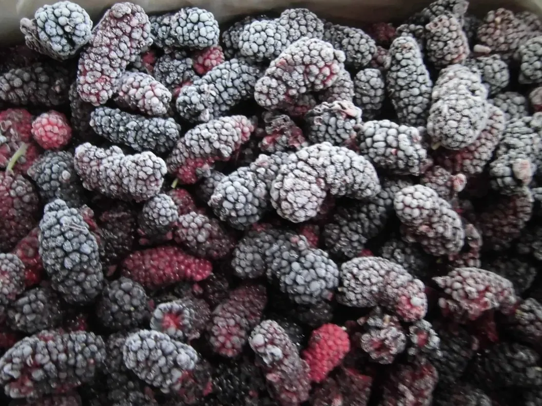 Good Quality IQF Frozen Mulberry for Export
