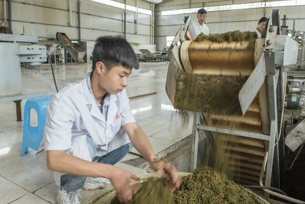 Good Taste Western Lake Dragon Well Longjing Green Tea, China Green Tea, Green Tea Longjing