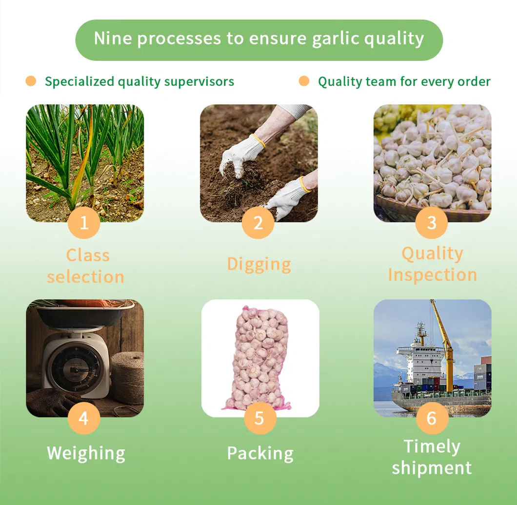 Gourmet Kitchen Bulk Spices Ground Garlic Granules for Culinary Uses