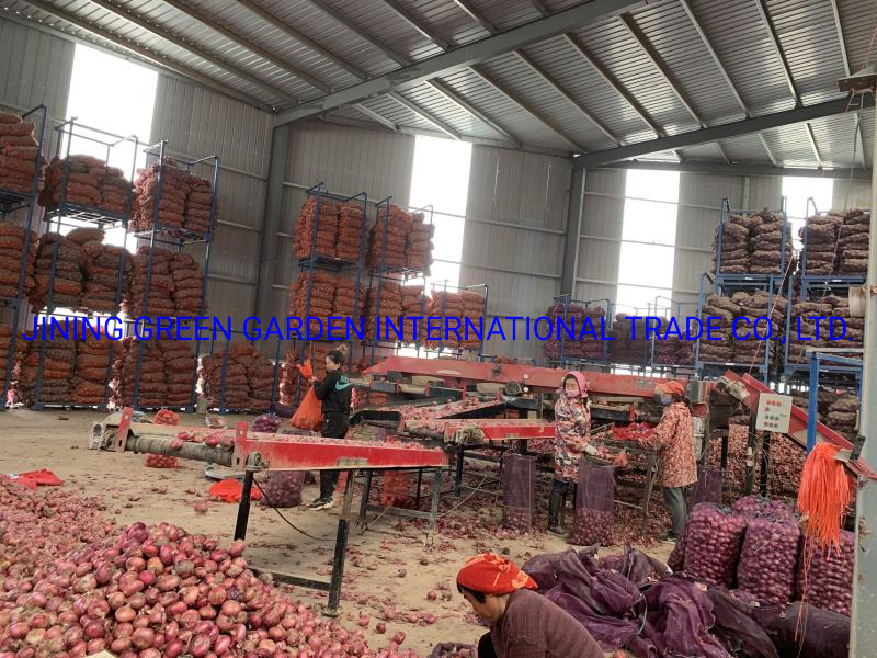 Grade a China Chinese 2021 New Crop Fresh Red Onion Red Skin Onion Size of 3- 7cm , 5-8cm, 7-9cm, 9cm & up First Class 1st Class Fresh Red Onion Top Quality Onion