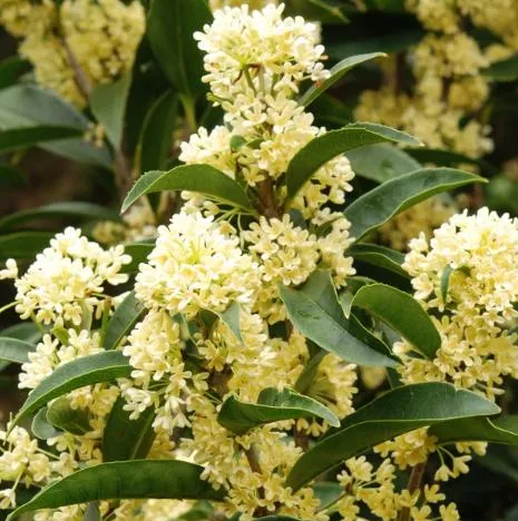 Gui Hua Crude Medicine Health Care Dried Sweet Osmanthus Flower