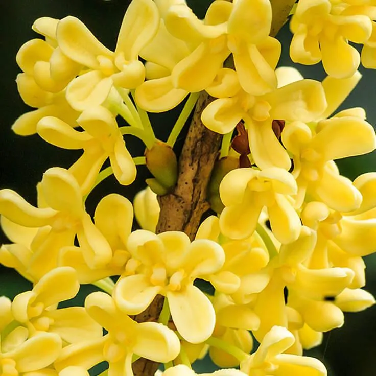 Gui Hua Crude Medicine Health Care Dried Sweet Osmanthus Flower