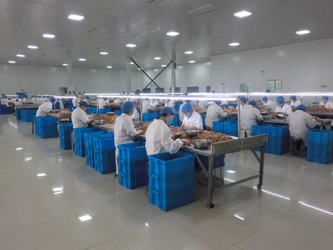 HACCP ISO China Quality 185 Walnut
