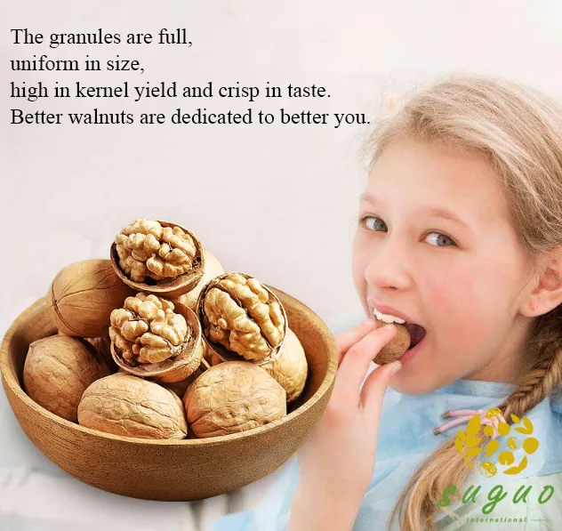 HACCP ISO Chinese Dried Fruit Thin Shell High Kernel Rate185 Walnuts Inshell