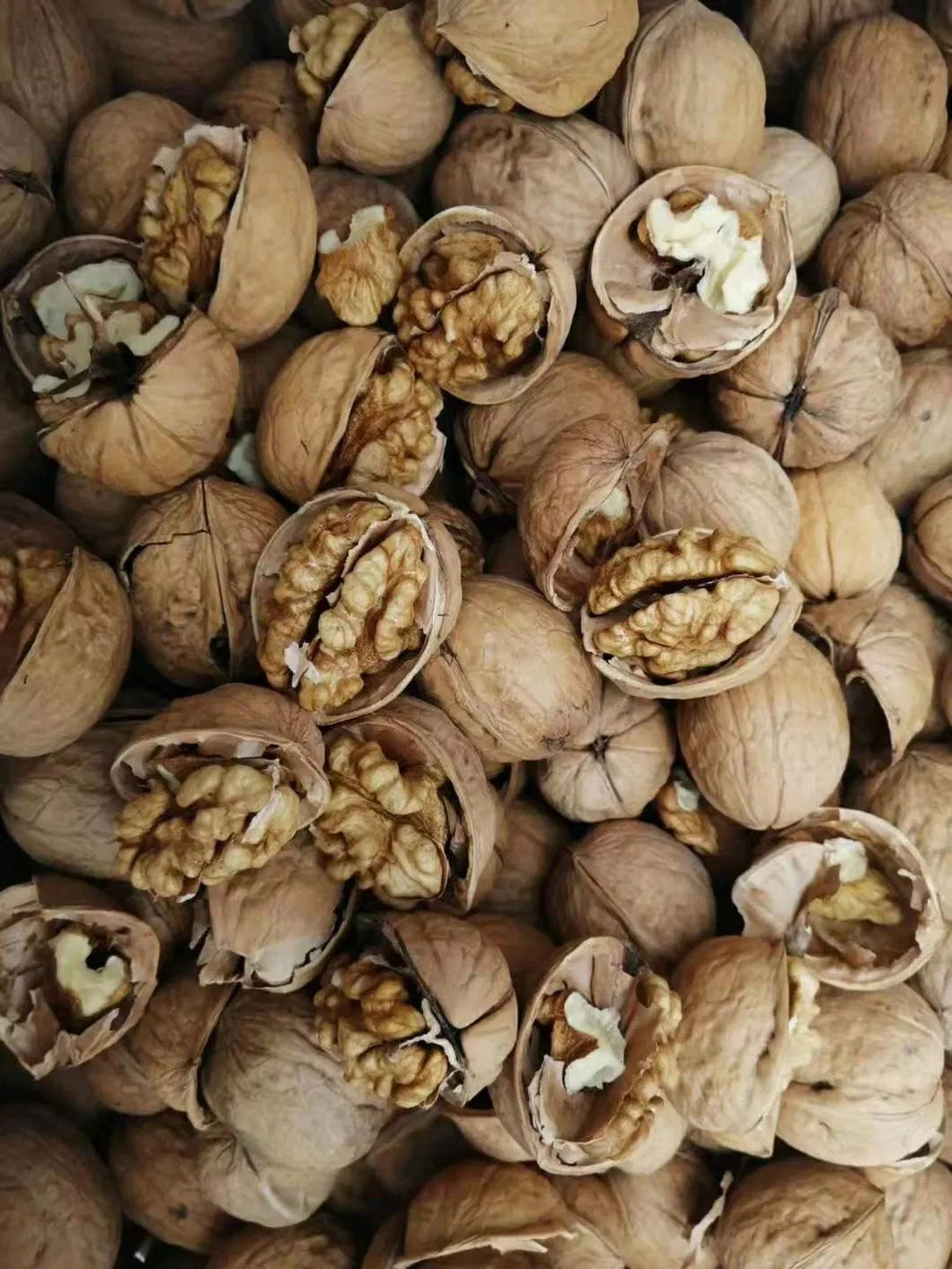 HACCP ISO Chinese Dried Fruit Thin Shell High Kernel Rate185 Walnuts Inshell