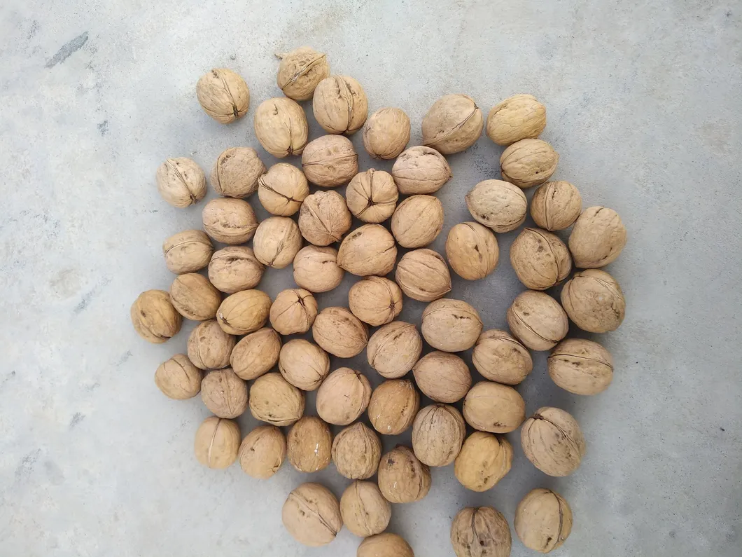 HACCP ISO Chinese Dried Fruit Thin Shell High Kernel Rate185 Walnuts Inshell