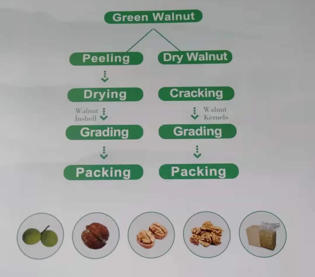 HACCP ISO Chinese Dried Fruit Thin Shell High Kernel Rate185 Walnuts Inshell