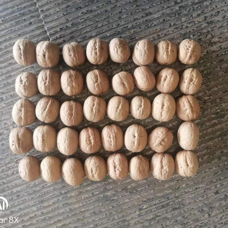HACCP ISO Chinese Dried Fruit Thin Shell High Kernel Rate185 Walnuts Inshell