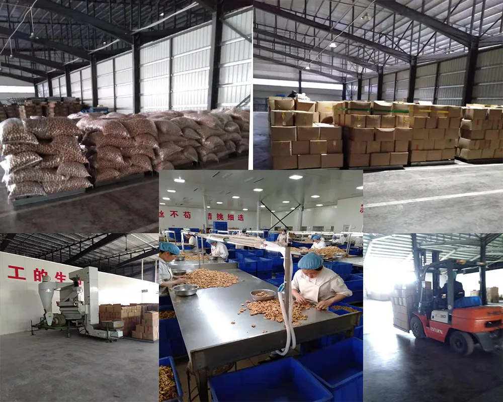 HACCP ISO Chinese Dried Fruit Thin Shell High Kernel Rate185 Walnuts Inshell
