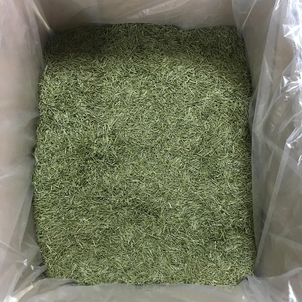 Health Food Song Zhen High Quality 100% Natural Dried Pine Needle Tea