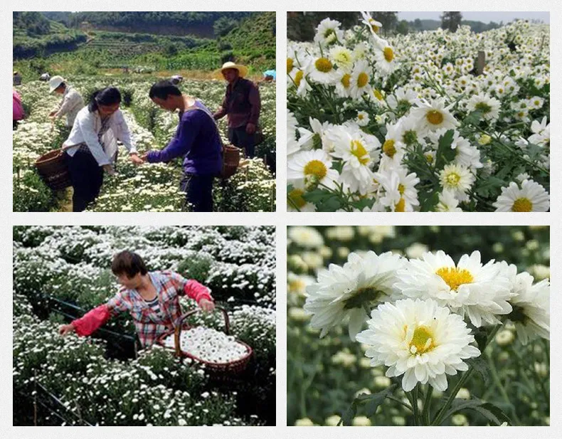 Herbal Flower Tea Xiao Bai Ju White Chrysanthemum